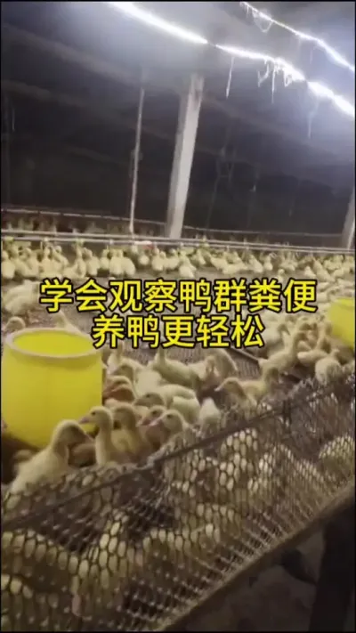 #肉鸭养殖 #养鸭人 #养殖 #养殖人加油 #养鸭流程