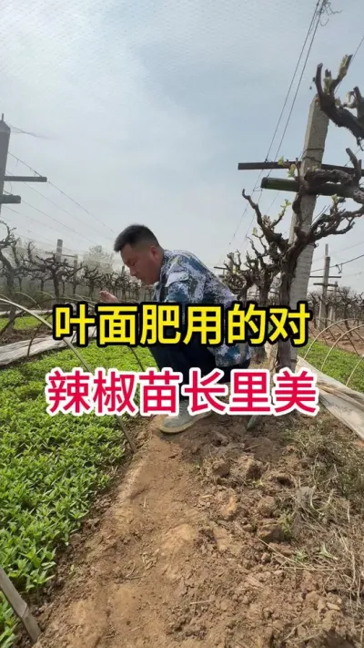 辣椒用叶面肥#辣椒高产 #农业植保知识分享 #抖音助农  #蔬菜增产小妙招 #长里美叶面肥