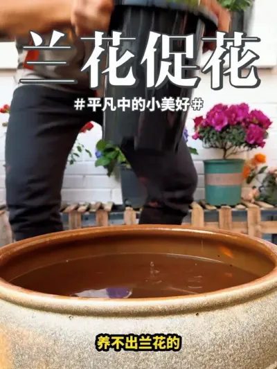 #花卉绿植 #兰花 #君子兰 兰花不开花，多数是被这两个错误误导的