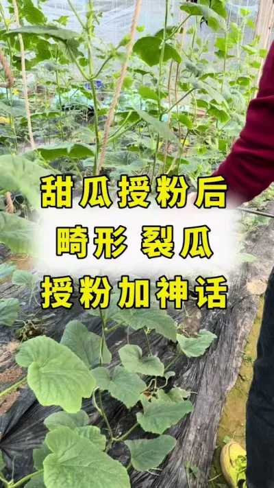甜瓜授粉后，畸形，裂瓜，授粉加良田神话！#甜瓜种植 #甜瓜授粉#良田神话#大圣金太龙 #传播农业小知识