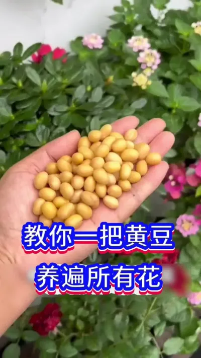 一把黄豆养好所有花#养花小知识 #英子园艺 #花卉绿植