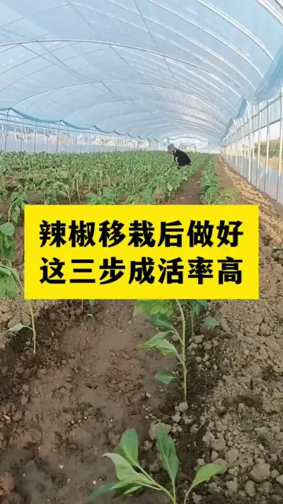 辣椒移栽以后做好这三步，缓苗快成活率高#分享农业知识帮农民增产增收 #农业种植技术 #三农