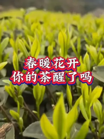 #助力三农 #茶树种植技术与管理 #春茶采摘 #高产
