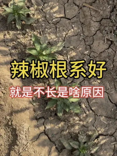 辣椒根系好 但就是不长还出花苞#辣椒种植技术 #三农流量扶持计划 #分享农业知识帮农民增产增收