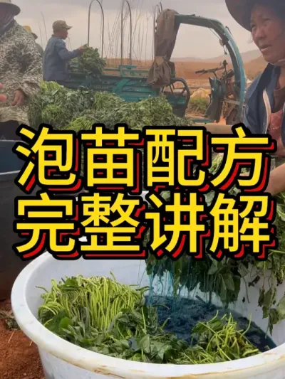 种红薯的泡苗配方分享欢迎收藏#农业种植 #红薯种植 #红薯种植技术 #根壮霸 #种植小技巧
