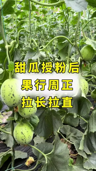 甜瓜授粉后，果行周正，拉长拉直！#甜瓜种植技术 #甜瓜授粉#良田神话#甜瓜种植 #甜瓜