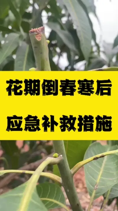 芒果花期遇倒春寒后，应急补救措施 #抖音助农 #农业种植技术 #倒春寒
