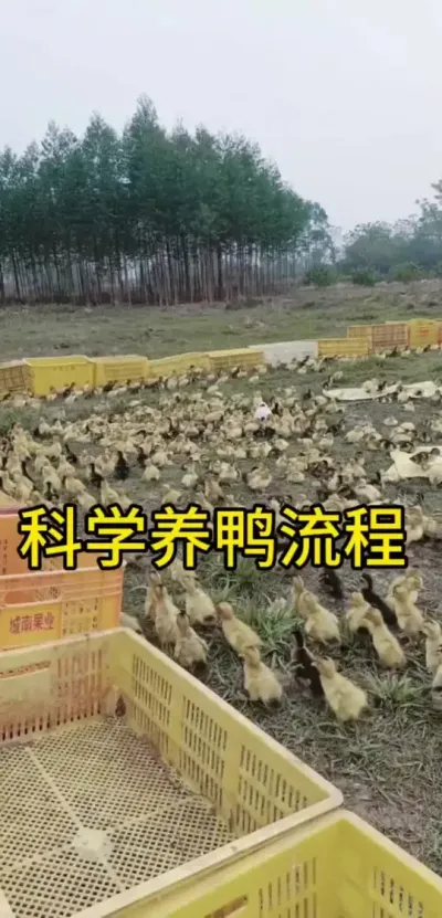 #肉鸭养殖 #科学流程#养鸭小妙招 #养鸭技术