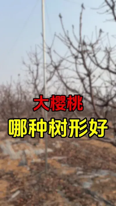 适合你的就好#大樱桃修剪 #车厘子树苗 #果树种植 #果树管理
