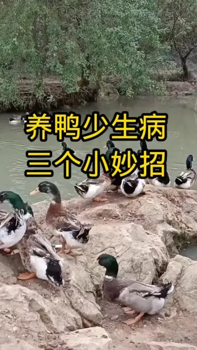 #肉鸭养殖 #家禽养殖技术分享 #养鸭人 #养鸡小妙招