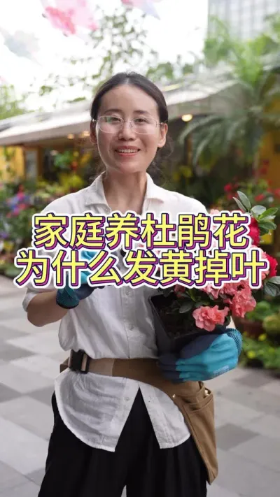 家庭养杜鹃花，为什么发黄掉叶？#养花小知识 #花卉绿植 #花的世界很美 #杜鹃花#花卉绿植盆栽