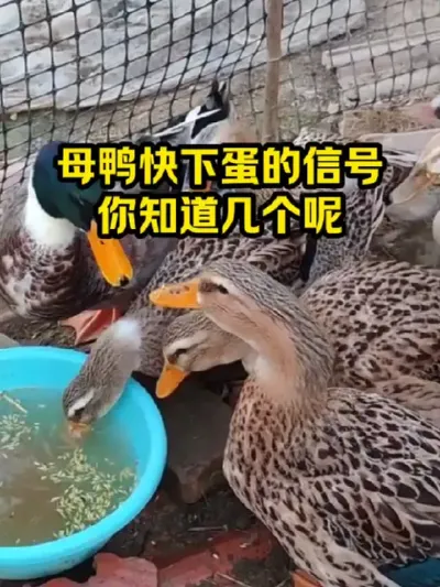 母鸭快餐店的信号，你知道几个呢 #抖音三农#养殖#养鸭