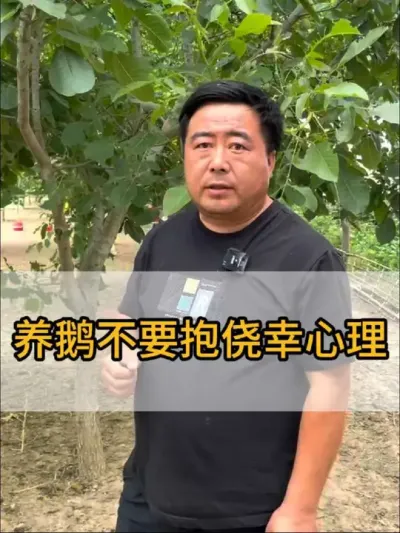 #每天分享养殖技术和经验 #养鹅人 #三农