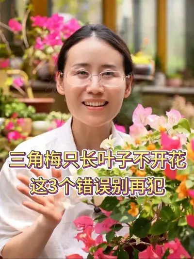 三角梅只长叶子不开花，这3个错误别再犯#三角梅 #三角梅养护 #养花小知识 #养花人的乐趣 #养花我是认真的