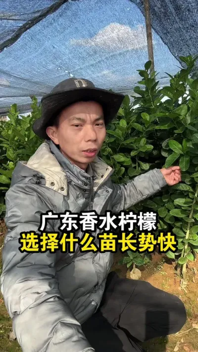 广东香水柠檬选择什么样的苗长势快？ #香水柠檬 #广东香水柠檬 #果苗供应