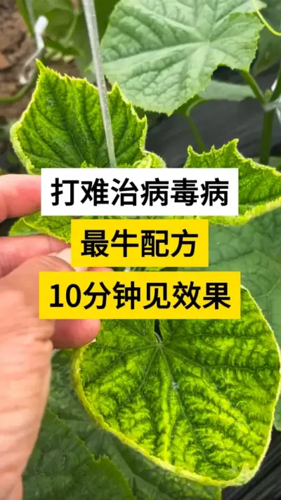 打难治病毒病最牛配方，10分钟见效果。#抖音助农扶农 #病毒病 #黄瓜病毒病 #黄瓜 #服务三农支持三农