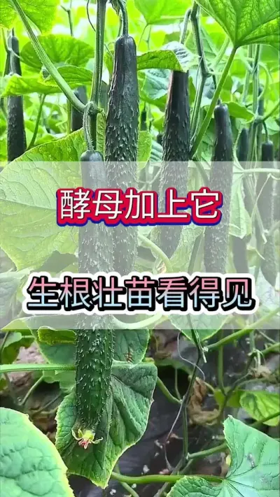 酵母加上它，生根壮苗看得见 #黄瓜 #黄瓜种植 #黄瓜高产种植 #服务三农支持三农 #三农