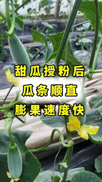 甜瓜授粉后，瓜条顺直，膨果速度快！#大圣金太龙#良田神话#甜瓜授粉 #甜瓜种植#农业种植