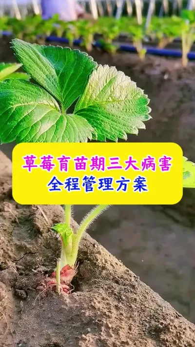 草莓育苗期三大病害全程管理方案#草莓种植 #草莓育苗 #种植小技巧 #农业种植技术 #dou上热门 @抖加🔥上热门🔥dou+🔥热点宝