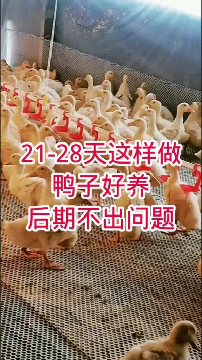 养鸭21-28天这样做，鸭子好养，后期不出问题 #肉鸭养殖 #鸭子 #养殖技术 #养鸭
