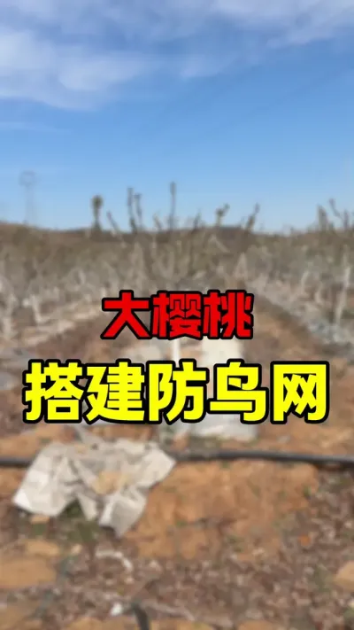 大樱桃园区搭建防鸟网#车厘子树苗 #车厘子大樱桃 #大樱桃种植管理 #果树管理