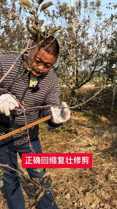 #病虫害防治 #农业技术推广 #果树管理技术 #新农人计划2024 #苹果树修剪