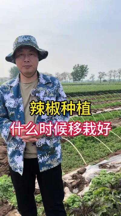 什么时候移栽辣椒好#辣椒种植 #辣椒 #农业种植 #增产增收小配方 #辣椒喜欢什么肥料