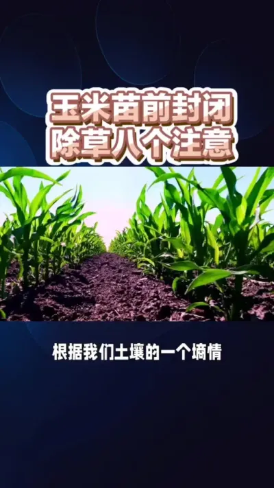 玉米苗前封闭应该注意？