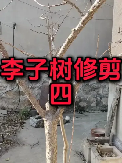 期待明年枝条多多，结果多多#蜂糖李 #蜂糖李苗 #果树修剪#抖音助农