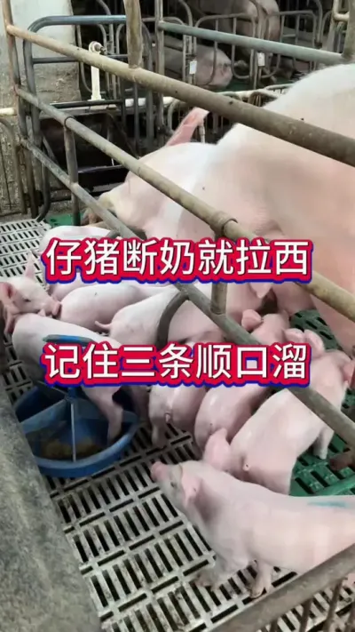 #养猪人加油干 #农村养猪人 #三农 #日常养猪