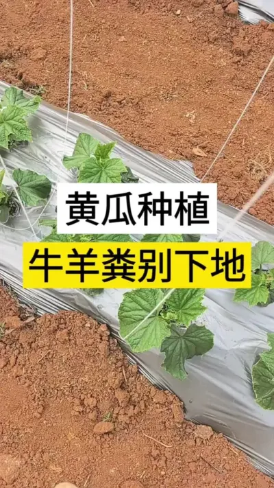 黄瓜种植牛羊分粪千万别下地 #黄瓜 #黄瓜高产种植 #黄瓜种植与管理 #黄瓜种植小技巧 #服务三农支持三农