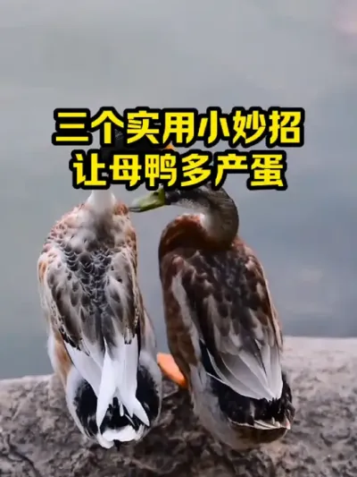 三个实用小妙招，让母鸭多产蛋 #抖音三农#养鸭#养殖