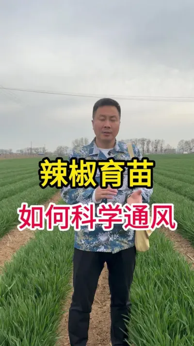 育苗怎么通风#传播农业小知识 #分享农业知识帮助农民增产增收 #辣椒种植 #增产增收小配方