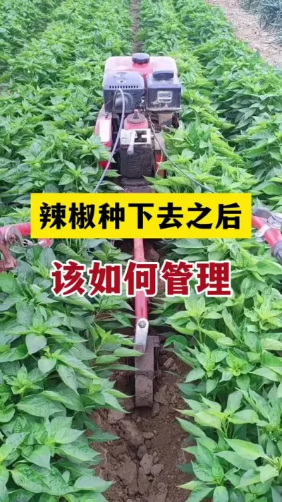 辣椒种下去之后该如何管理才能花多果多产量高#分享农业知识帮农民增产增收 #辣椒种植 #农业种植
