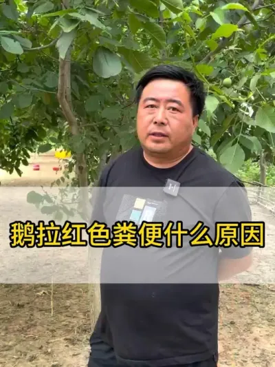 鹅拉红色粪便#每天分享养殖技术和经验 #三农 #鸡鸭鹅养殖 #抖音助农 #干货分享