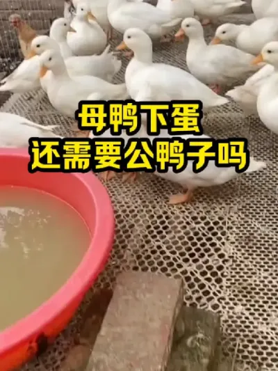 母鸭下蛋，还需要公鸭子吗 #抖音三农#养鸭#养殖