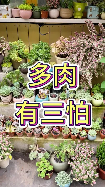 多肉有三怕#多肉#养花小知识 #养花人的乐趣 #花卉绿植 #多肉养护