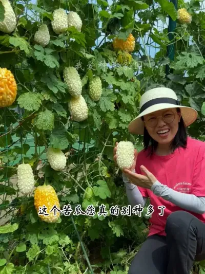 苹果苦瓜是水果苦瓜品种，脆嫩爽口，而且种植简单 #田园生活 #我的小菜园 #苹果苦瓜