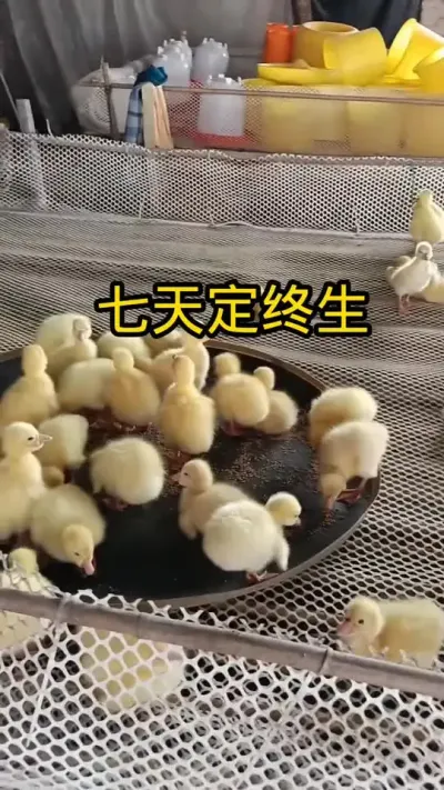 #养鸭人 #养鸭技术 #鸭子 #养鸭技术分享