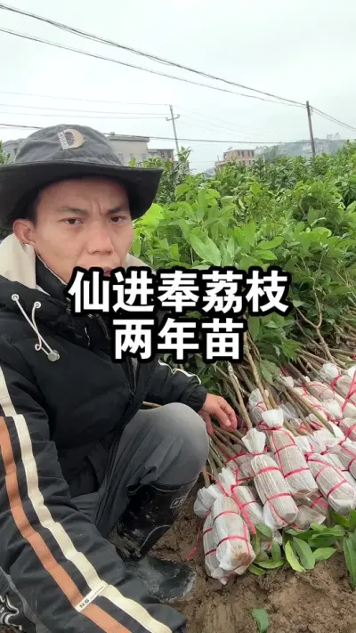 仙进奉荔枝嫁接苗，带你看看，怎么挑选优质健康的苗 ##果树种植 #荔枝苗 #仙进奉荔枝