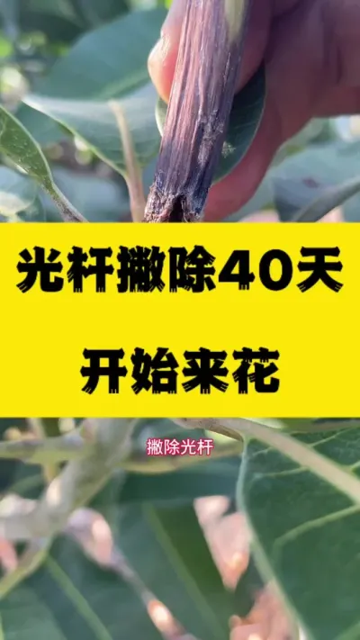 光杆杆撇除40天来花效果 #服务三农支持三农 #病虫害防治 #种植技术