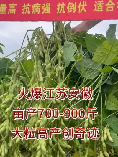 高产大豆，亩产突破700斤 #服务三农支持三农 #种子