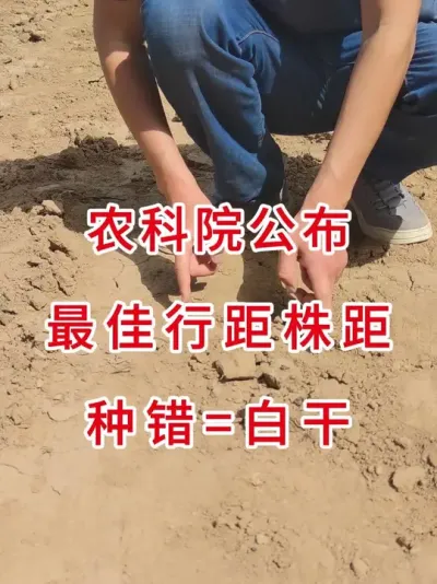 大豆最佳行距株距公布，这样播产量更高 #三农流量扶持计划 #三农知识 #种植技术 #大豆种植 #大豆种植技术