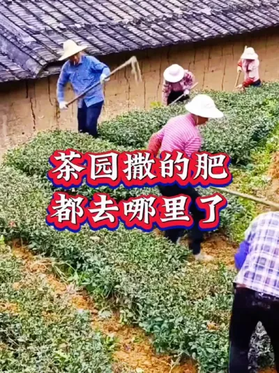 #服务三农支持三农 #抖音助农扶农 #茶树 #茶树种植技术与管理 #茶园施肥