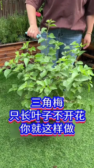 三角梅开花爆盆的方法#三角梅 #养花小知识 #英子园艺