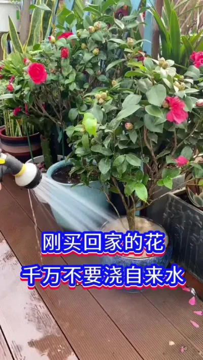 刚买回来的花不要浇自来水#养花小知识 #英子园艺 #花卉绿植