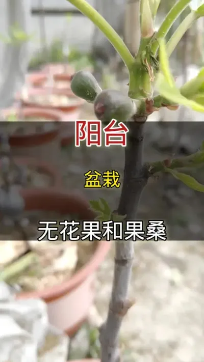 阳台盆栽无花果#无花果