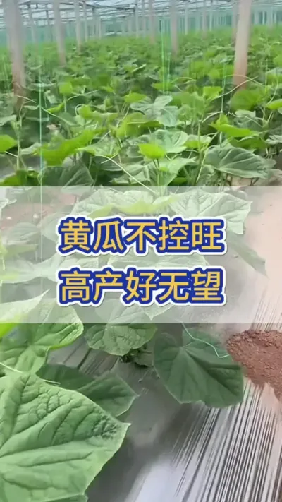 黄瓜不控旺，高产好无望 #黄瓜 #黄瓜种植 #黄瓜高产种植 #服务三农支持三农 #三农