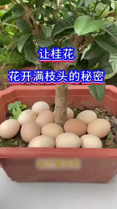桂花开花的秘密#桂花 #养花小知识 #英子园艺