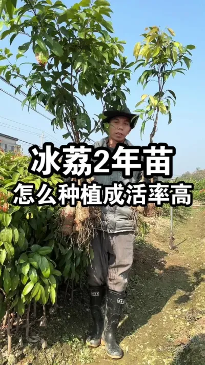 冰荔荔枝泥球苗怎么种植成活率高呢？原来方法这么简单 #冰荔 #荔枝苗 #果苗供应